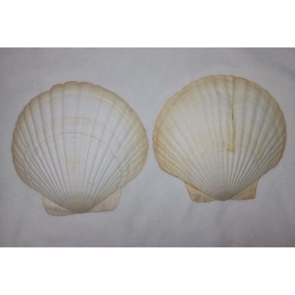 Original Jumbo XL Sea Scallop Shells Lot 2 About 6 Inches Trinkets Crafts Dish